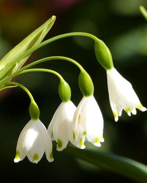20 Best Early Spring Flowers Early Blooming Spring Flowers For Your