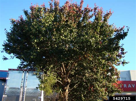 Oak Mistletoe Phoradendron Leucarpum