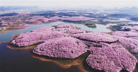 Cherry Blossoms Have Just Bloomed In China And Its Probably One Of