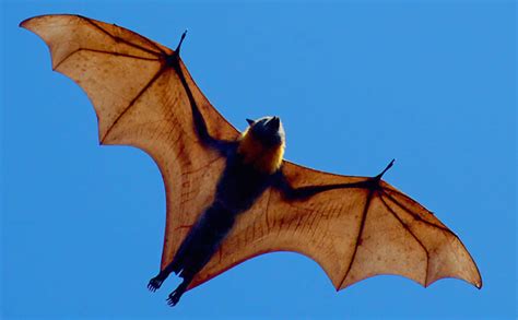In Defence Of Bats Beautifully Designed Mammals That Should Be Left In
