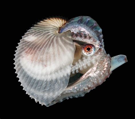 The Argonaut Also Known As A Paper Nautilus Is An Octopus Which