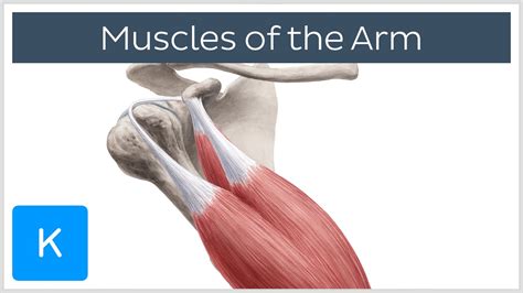 Arm Muscle Anatomy And Function Explained Human Anatomy