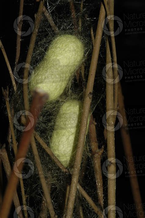 Bombyx Mori Silkworm Cocoon Develpment Of Bombyx Mori Silkworm