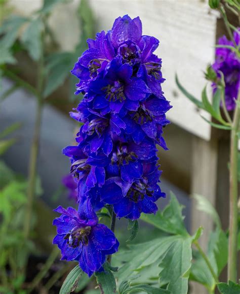 Delphinium Magic Dark Blue 4 Pot Hello Hello Plants And Garden Supplies