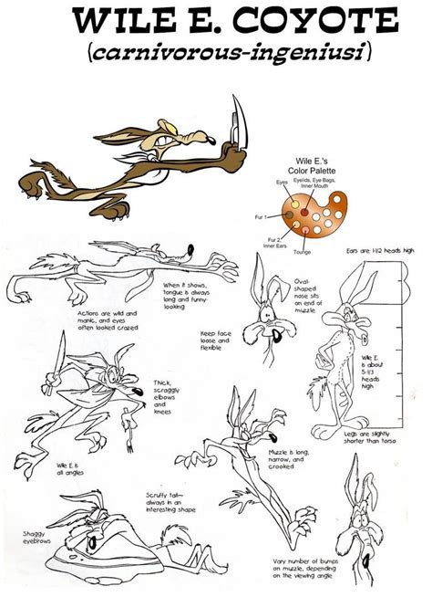 Wile E Coyote Model Sheet By Guibor On Deviantart In Coyote My XXX