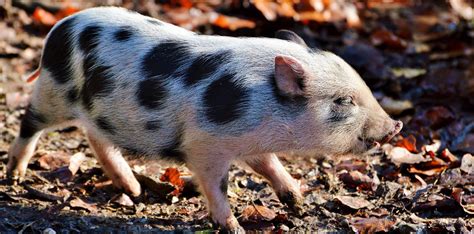 Pot Bellied Pigs Can Make Great Pets With Proper Care