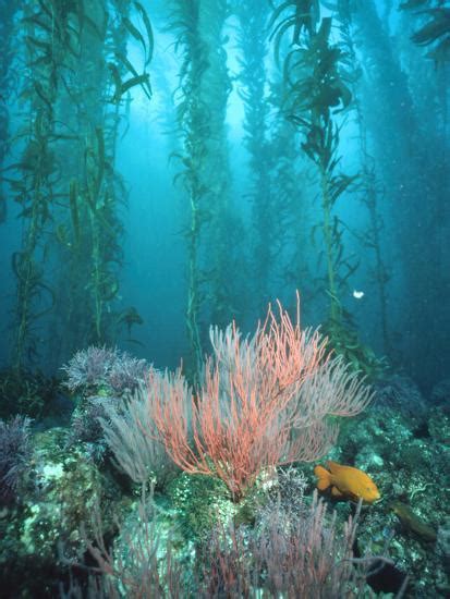 Giant Kelp Macrocystis Pyrifera Forest With Garibaldi Channel