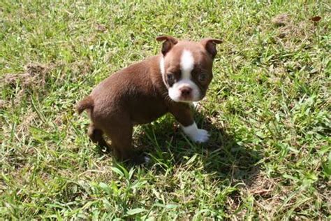 We gather all ads from hundreds of classified sites for you! red boston terrier puppy for sale- AKC for Sale in Lake ...