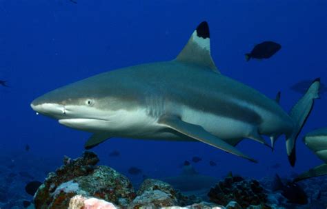 The 10 Most Dangerous Sharks 3 Will Give You Nightmares Page 10