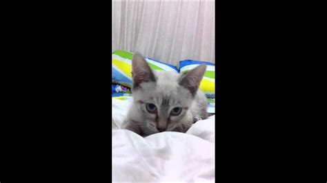 They will follow their companions around and strike up a conversation about everything and anything. Peekaboo Kitty(Scottish fold Siamese Lynx point) - YouTube