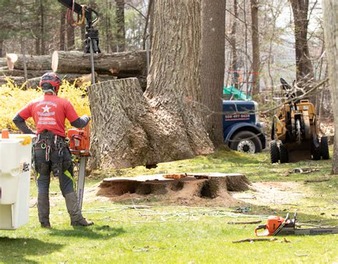 Stump Grinding Faqs What You Need To Know About Stump Removal