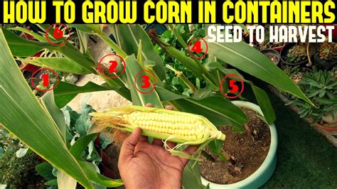 How To Plant Sweet Corn Complete Care Growing Harvesting Guide