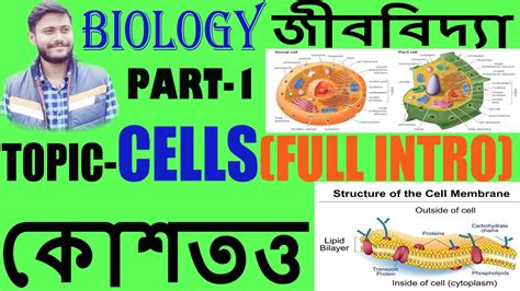 Aristotle presented organized observations to support the idea that all animals and plants are some how related later this idea gave rise to questions like is there a fundamental unit of structure shared by all organisms?. Cell Theory।কোশতত্ত্ব।Full Intro on Plant & Animal Cell ...