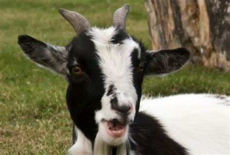 Another Great Article On Goat Slang Animals Wild Animal Park Pygmy
