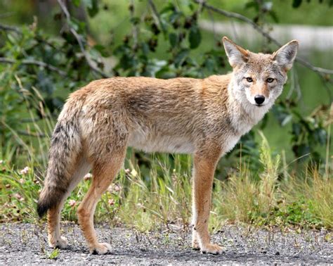 17 Best Images About Idaho Wildlife On Pinterest Coyotes Idaho And