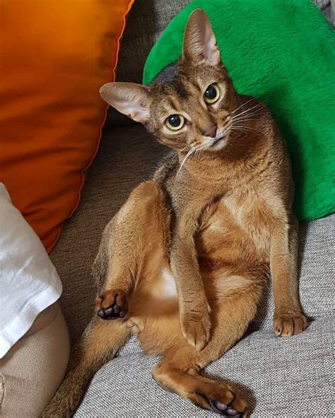 Abyssinian Cat Abyssinian Cats Animals Abyssinian