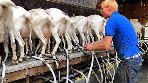 The World Is In Your Hands Milking Goats Goat Farm In Holland