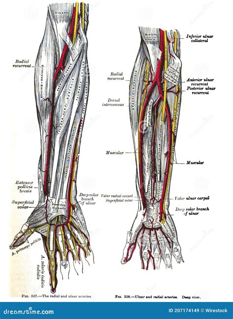 Vertical Anatomy Drawing And Text Of The Ulnar And Radial Arteries