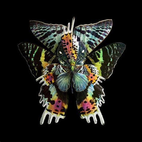 Stunning Rare Butterfly Specimens Documented | 99inspiration