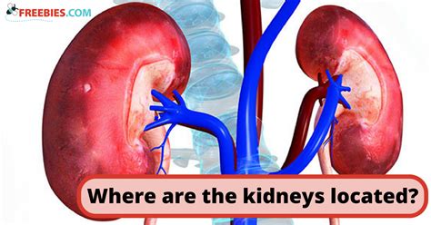 Are The Kidneys Located Inside Of The Rib Cage Kidneys Are Vital How