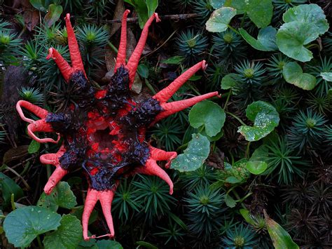 Aseroe Rubra Starfish Fungi Stuffed Mushrooms Fungi Mushroom Species