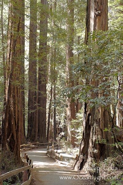 Maybe you would like to learn more about one of these? Redwood Forest, San Francisco | The Path That Leads To ...