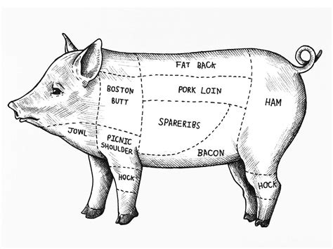 A Diagram And Pork Chart Of Cuts Of Meat Peacecommission Kdsg Gov Ng