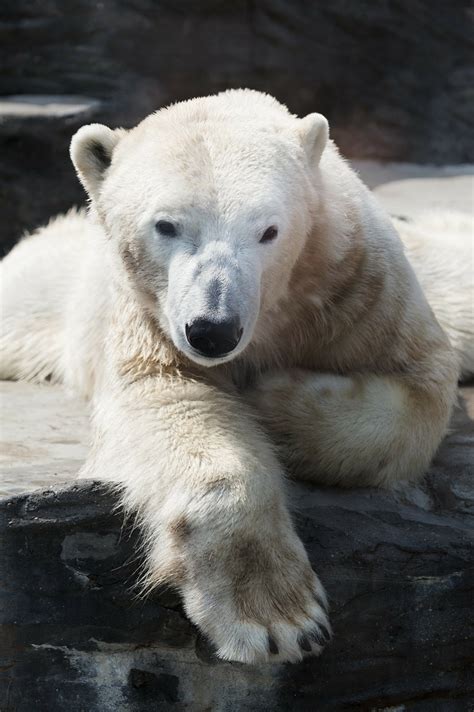 Polar Bears For Kids In 2023 Fun And Interesting Facts