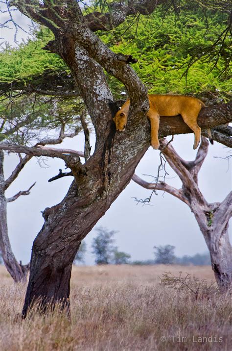 Lion Sleeping In Tree Tanzania Serengeti Plains Doc Landis Photography