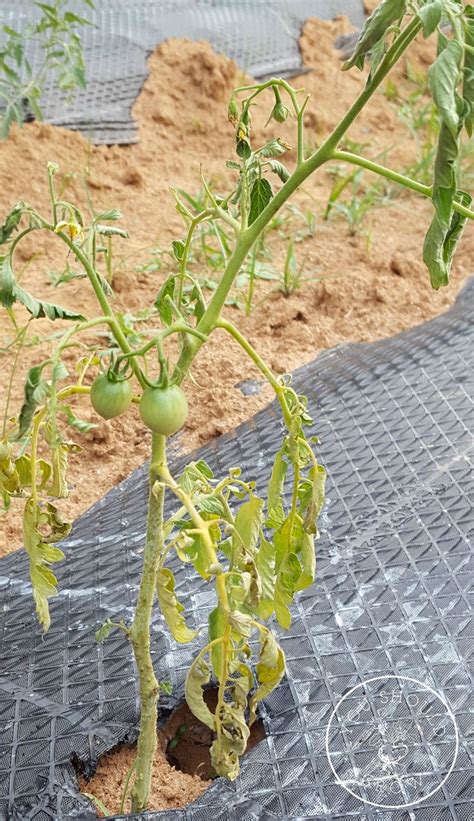 Wilted Tomato Plant Tomatoes Plants Problems Growing Tomato Plants