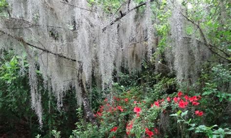 What Is Spanish Moss Growing This Epiphyte Epic Gardening