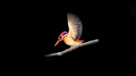 Download 2560x1440 Wallpaper Woodpecker Microsoft Surface Minimal
