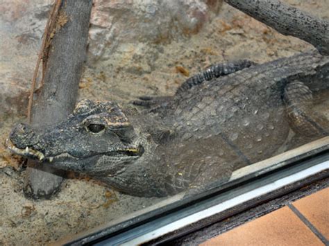 Osteolaemus Tetraspis Tetraspis West African Dwarf Crocodile In San