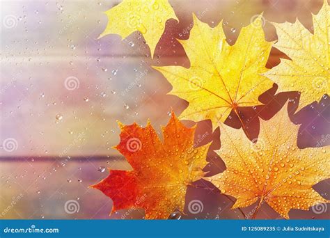 Autumn Maple Leaves On Window In Water Drops After Rain Stock Image