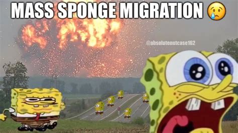Mass Sponge Migration Absolutenutcase162s Spongebob Comics Know