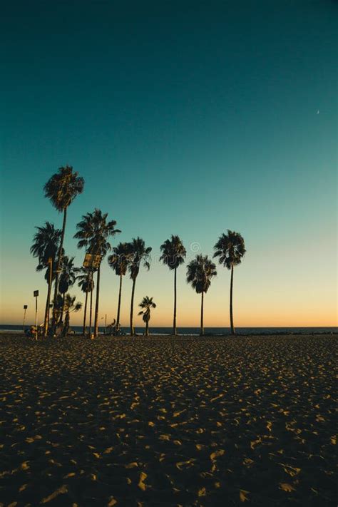 Venice Beach California Palm Tree Sunset Stock Photo Image Of Coast
