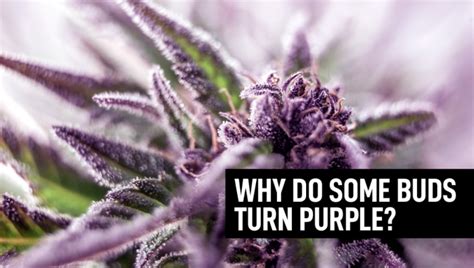 Why Do Some Cannabis Buds Turn Purple Fast Buds