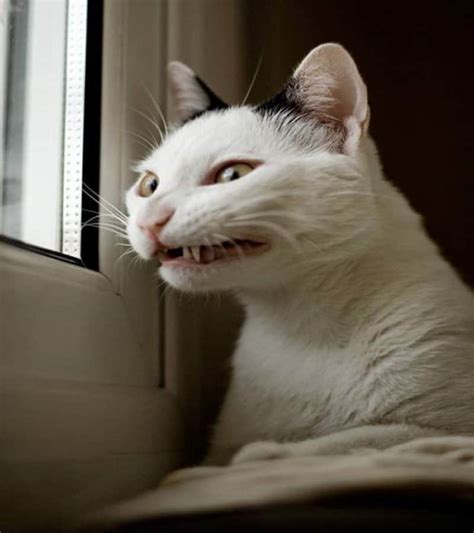 20 Animals Making Some Seriously Crazy Faces Page 3 Blam News Daily