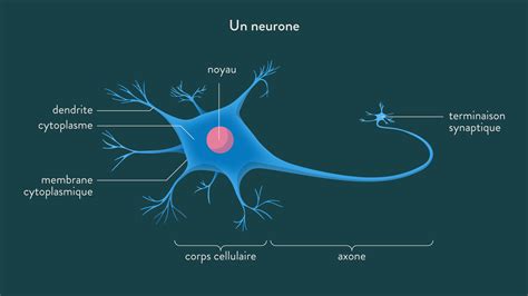 Schéma Bilan Un Neurone Schoolmouv
