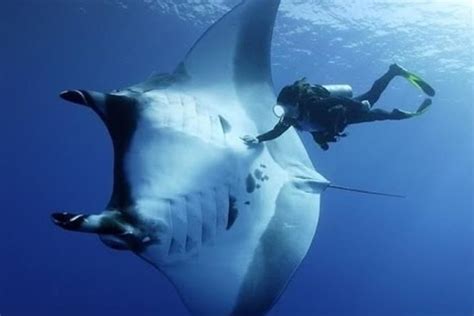 Manta Ray A Giant Of The Ocean Costa Rica Dive And Surf
