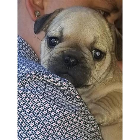 Find 601 french bulldogs puppies & dogs for sale uk at the uk's largest independent free we have 8 k.c reg french bulldog puppies for sale,full generation pedigree,this was a very carefully beautiful micro size female lilac/blue tan for sale mother has red eye glow father is merle sister is a. Micro French bulldog Lilac puppies for Sale in Irvine ...