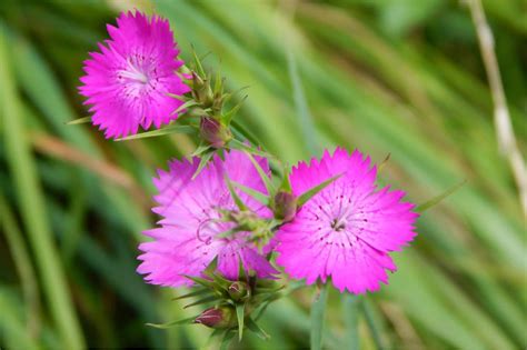 Fiori Gialli Spontanei Primaverili