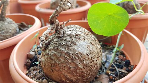 !please be aware that these are only the bulbs! Stephania Caudex Plant - Could be Erecta - YouTube