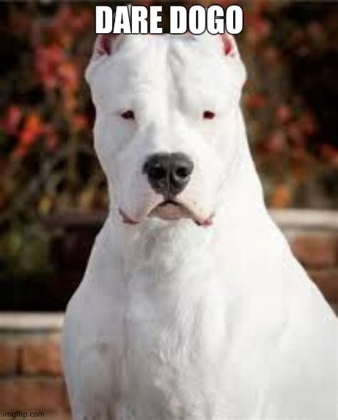 Image Tagged In Dogo Argentino Imgflip