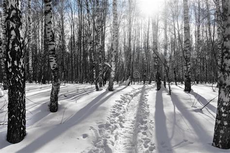 Deep Footpath Made Of Snow In A Birch Forest In Winter A Bright Winter