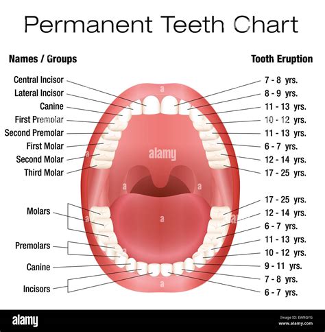 Teeth Names And Permanent Teeth Eruption Chart With Accurate Notation