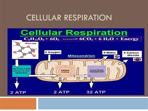 Ppt Cellular Respiration Powerpoint Presentation Free Download Id