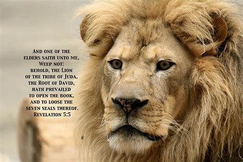 Lion Of Judah Photograph By Debbie Nobile Fine Art America