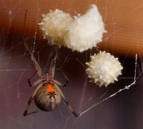 Lista 93 Foto Cómo Son Los Huevos De Araña Alta Definición Completa