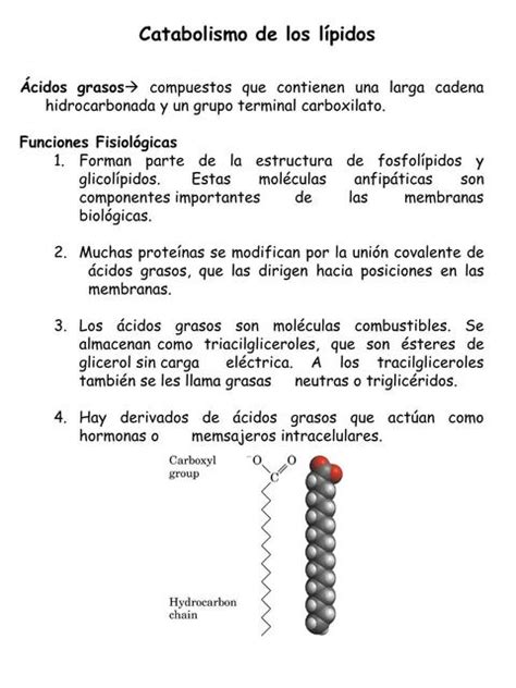 Catabolismo De Los L Pidos Kelvin L Pez Acostupa Udocz